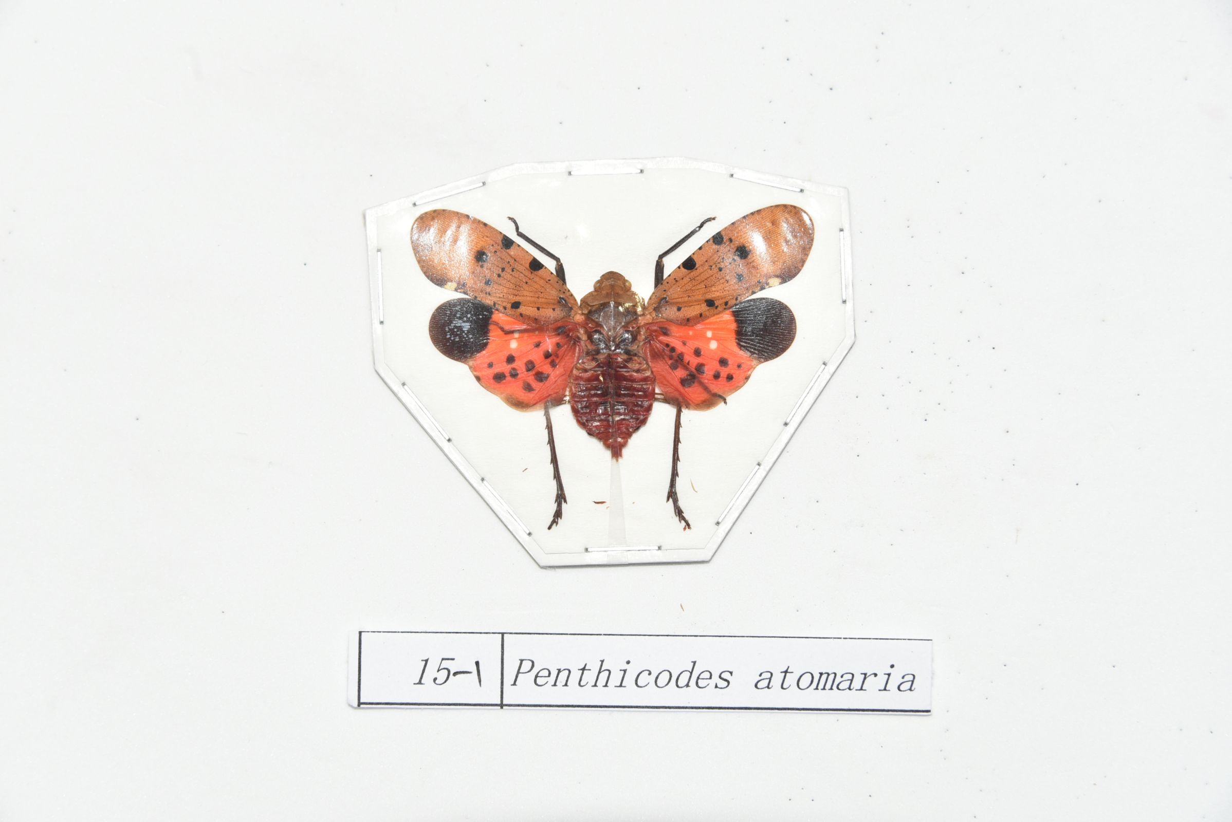 Penthicodes atomaria 长江文明馆