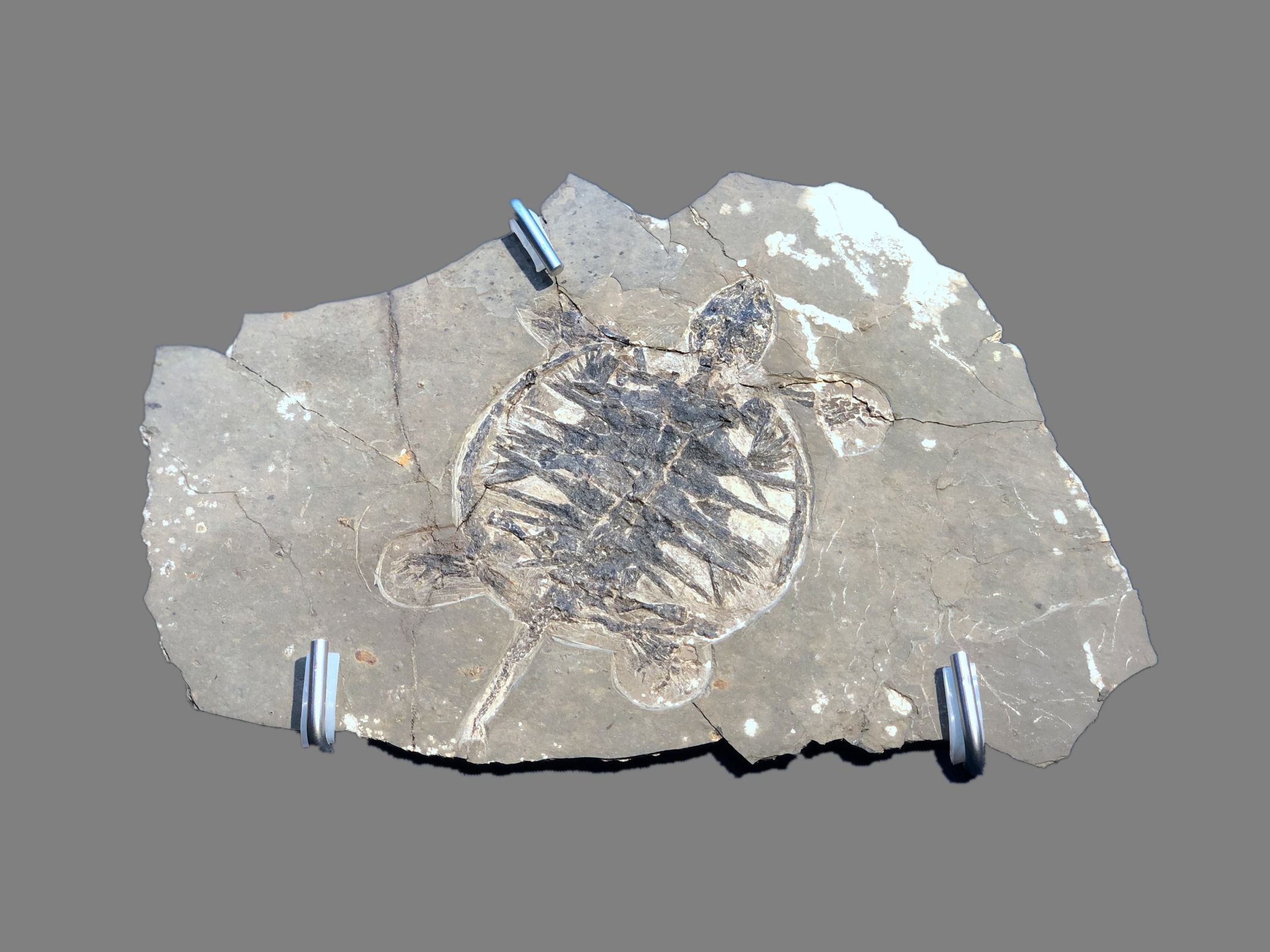 白垩纪地层中发现的最早花蕾化石——“凌源古蕾” - 化石网